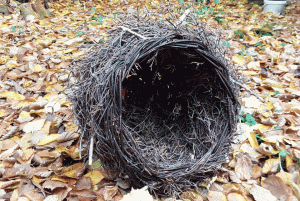 Birken-Nest
