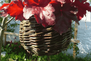 Blumenampel