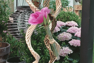 Gazellen-Horn